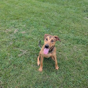 DOG M, Young Male unknown
