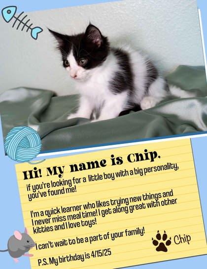 Chip