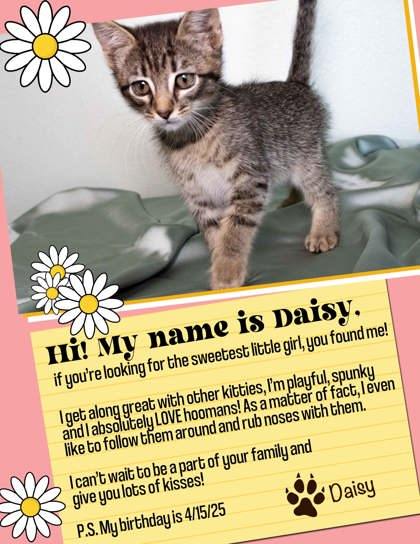 Daisy