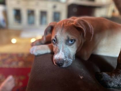 Phoebe