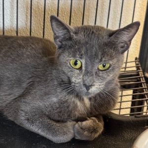 Molly, Young Female unknown