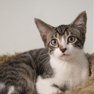 Cassian, Baby Male unknown