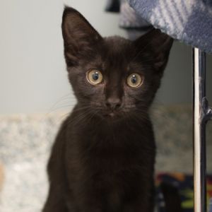 Jyn, Baby Female unknown