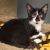 Lando photo 1