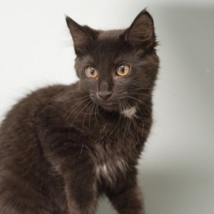 Abercrombie, Baby Male unknown