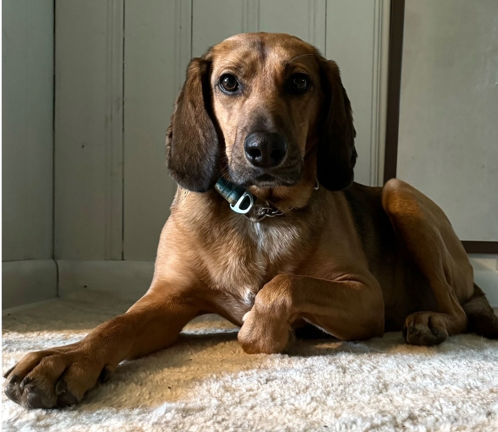 Buster Brown