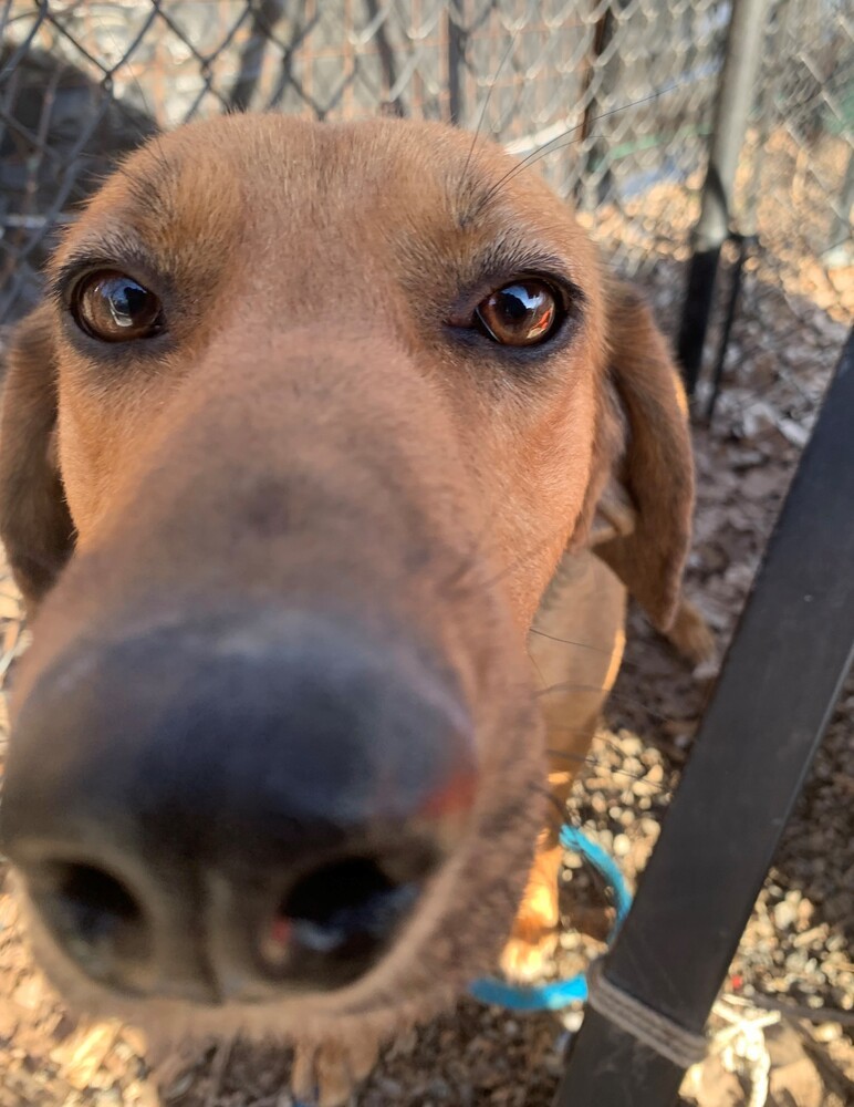 Buster Brown