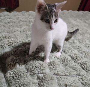 Casper, Baby Female unknown