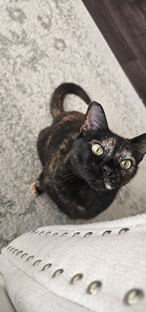 Natasha, Adult Female unknown
