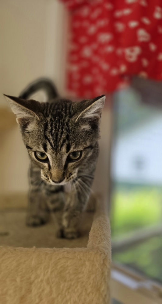 Sid Kitty