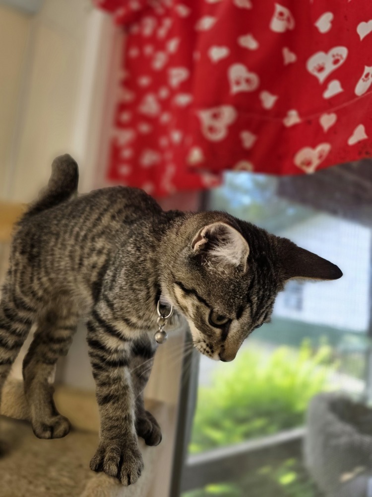 Sid Kitty