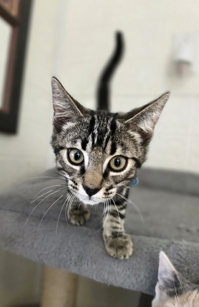 Ace Kitty