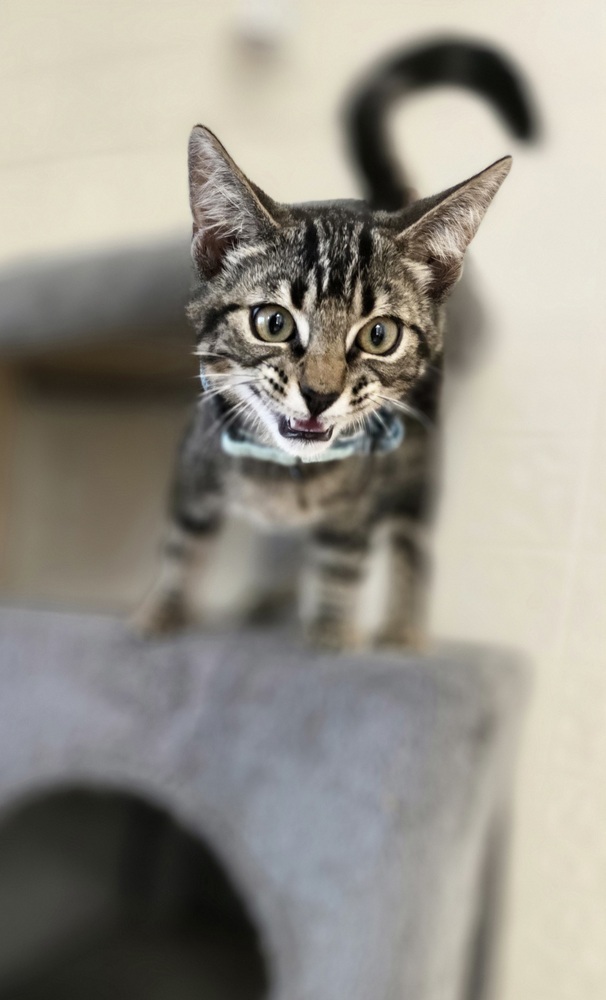 Ace Kitty