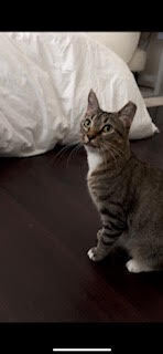 Sweet Pea, an adoptable Domestic Short Hair in Fort collins, CO, 80526 | Photo Image 1