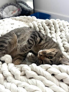 Sweet Pea, an adoptable Domestic Short Hair in Fort collins, CO, 80526 | Photo Image 2