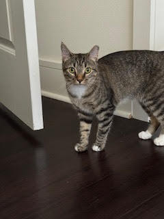 Sweet Pea, an adoptable Domestic Short Hair in Fort collins, CO, 80526 | Photo Image 3