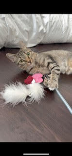 Sweet Pea, an adoptable Domestic Short Hair in Fort collins, CO, 80526 | Photo Image 4
