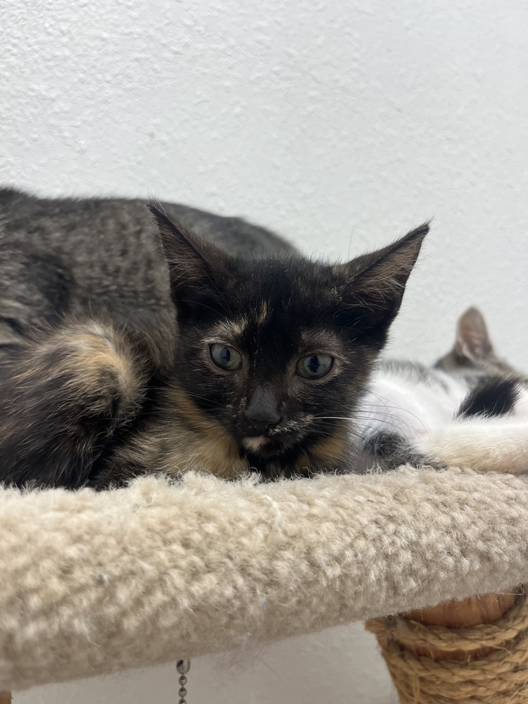 Sarah Silverman, an adoptable Domestic Short Hair in Fort collins, CO, 80526 | Photo Image 1