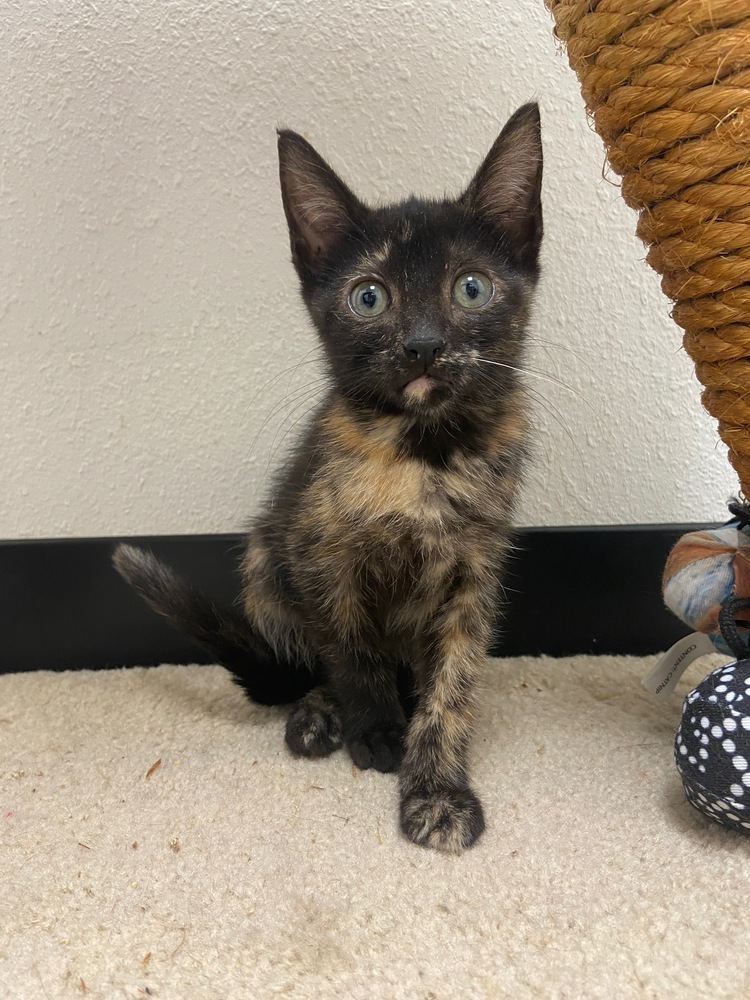 Sarah Silverman, an adoptable Domestic Short Hair in Fort collins, CO, 80526 | Photo Image 2