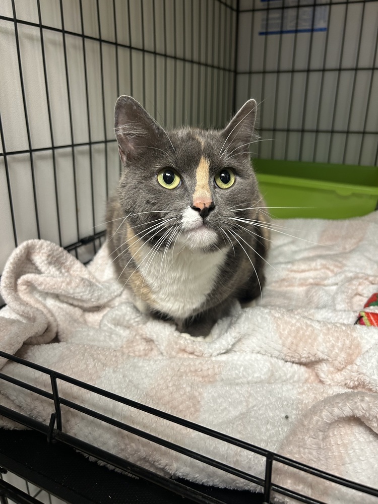 Lucy, an adoptable Domestic Short Hair, Calico in Fort collins, CO, 80526 | Photo Image 1