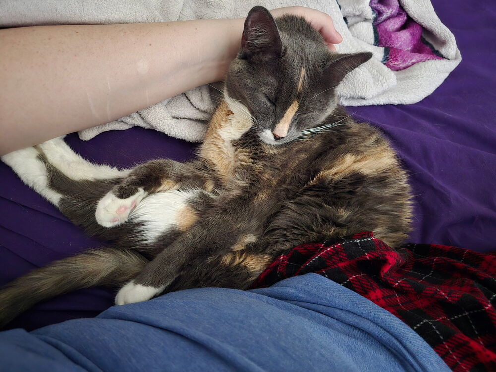 Lucy, an adoptable Domestic Short Hair, Calico in Fort collins, CO, 80526 | Photo Image 2