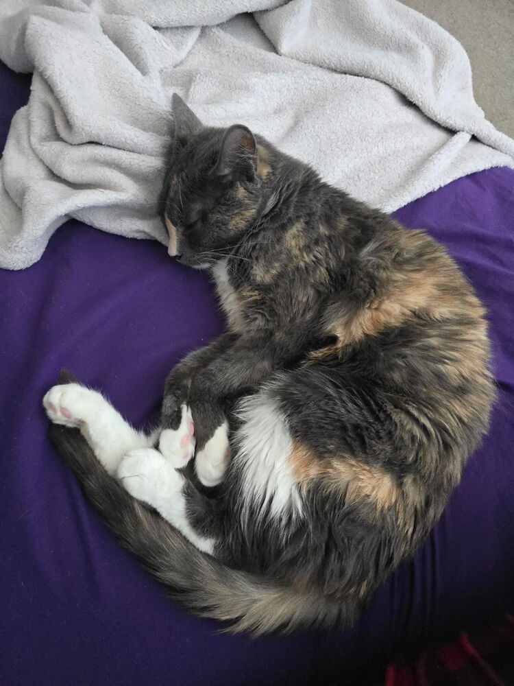 Lucy, an adoptable Domestic Short Hair, Calico in Fort collins, CO, 80526 | Photo Image 3