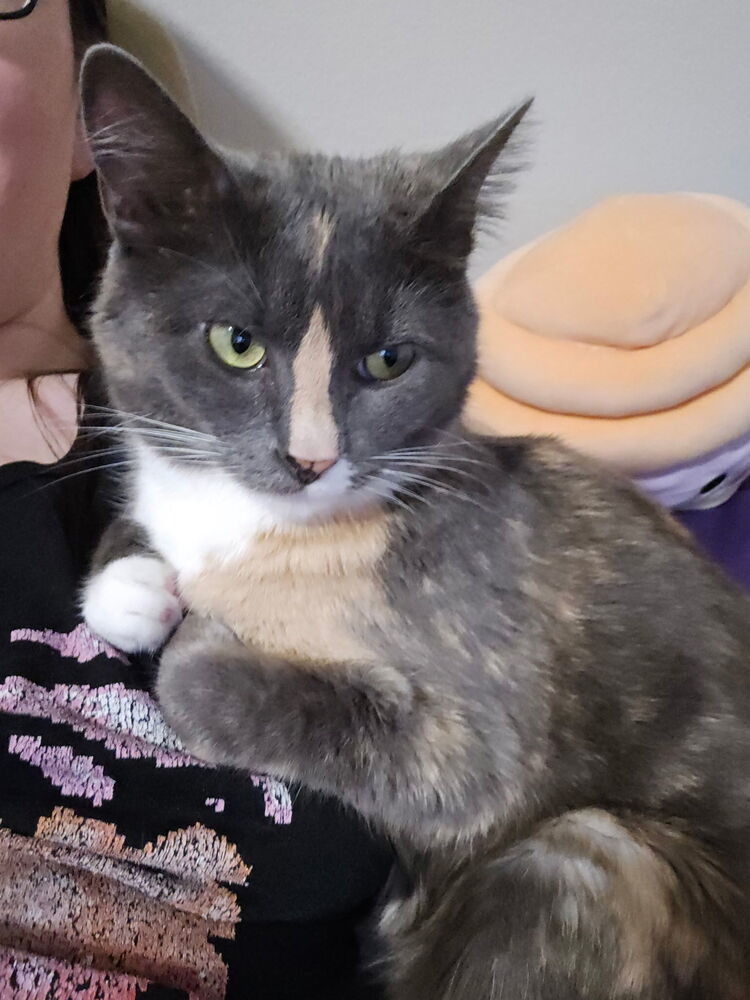 Lucy, an adoptable Domestic Short Hair, Calico in Fort collins, CO, 80526 | Photo Image 4