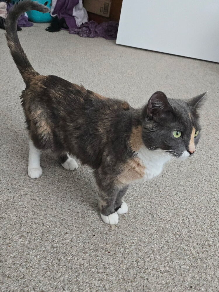 Lucy, an adoptable Domestic Short Hair, Calico in Fort collins, CO, 80526 | Photo Image 5