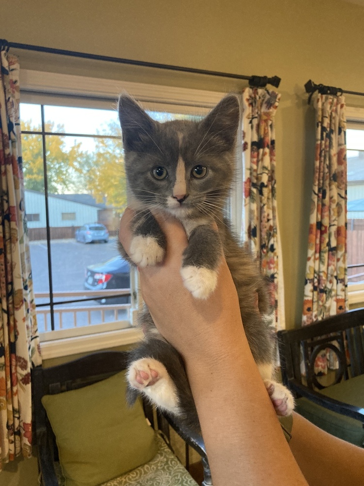 Lucy, an adoptable Domestic Short Hair, Calico in Fort collins, CO, 80526 | Photo Image 6