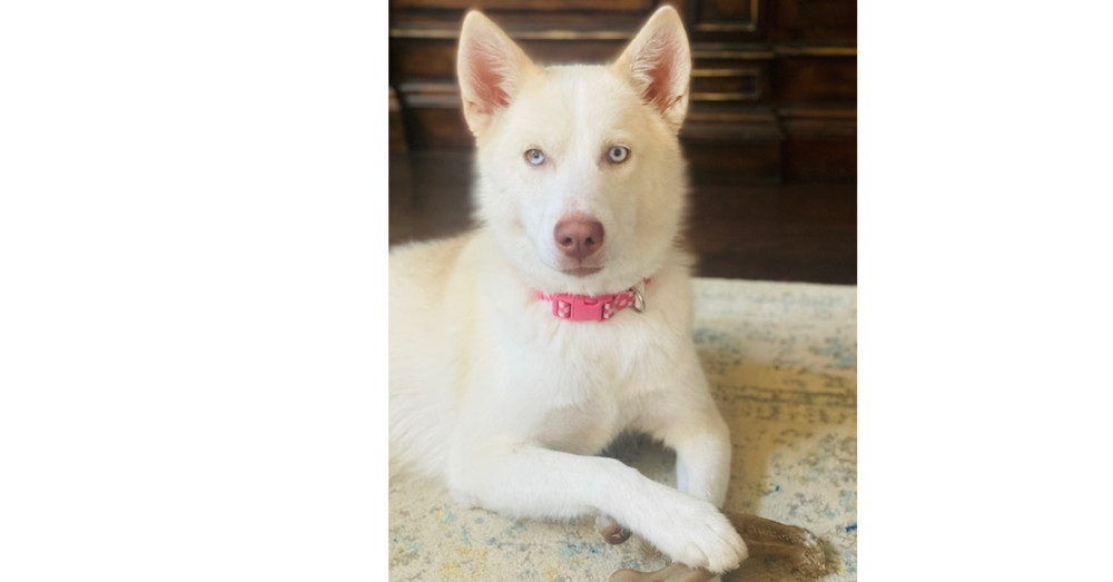 Iris (Husky)