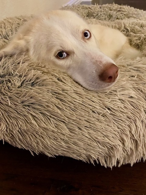 Iris (Husky)