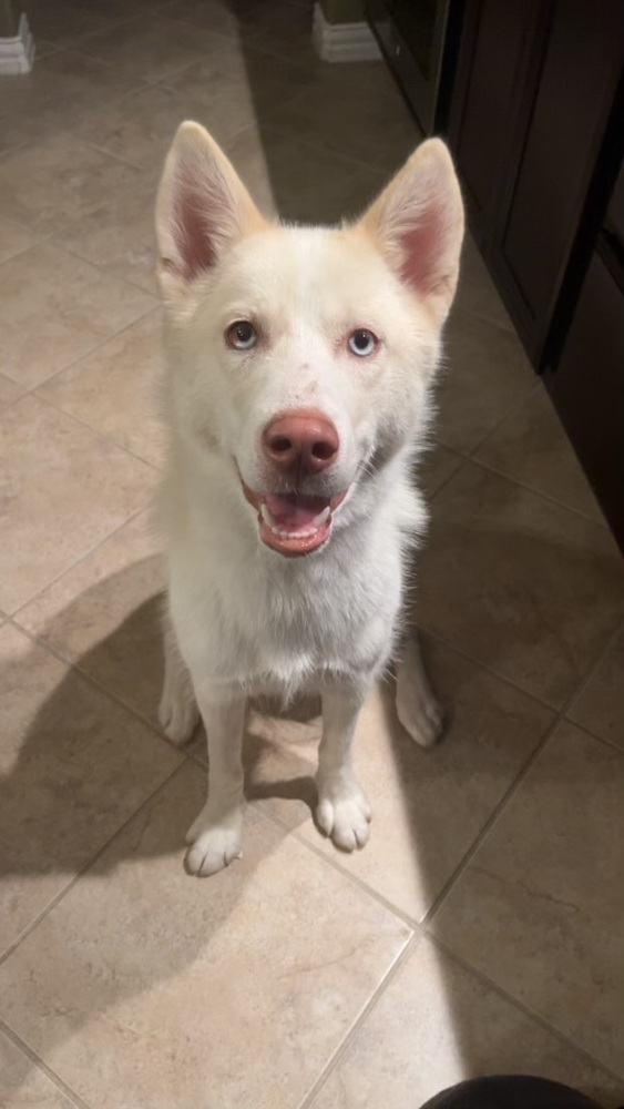 Iris (Husky)