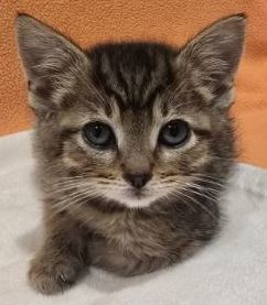 Mister Whiskers
