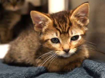 Mister Whiskers