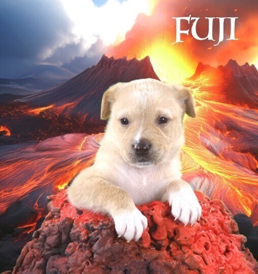 Fuji (Volcano Litter)