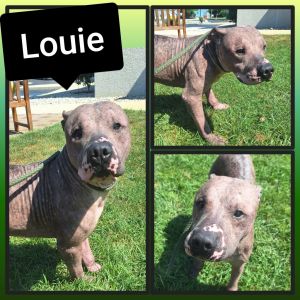 Louie, Adult Male unknown