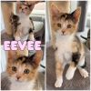 Eevee photo 1