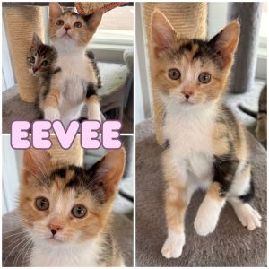 Eevee, Baby Female unknown
