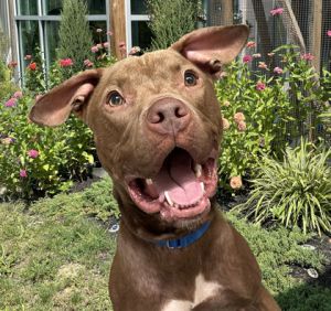 Harley, Adult Male unknown