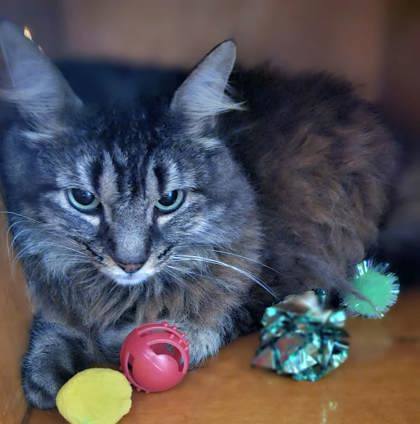 Atlas @ PetSmart
