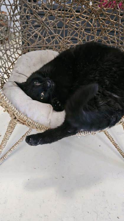 Jinx @ PetSmart