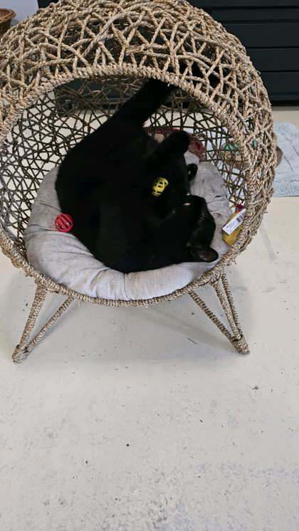 Jinx @ PetSmart