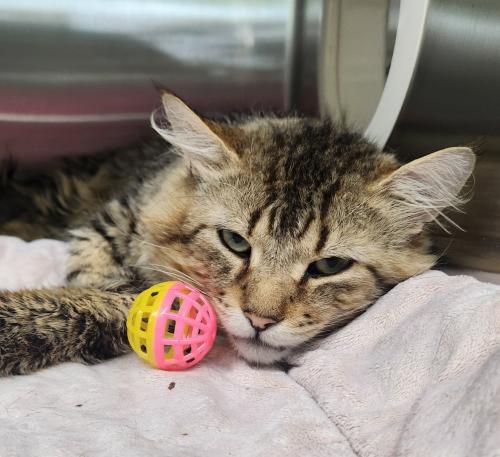 Romeo, an adoptable Domestic Medium Hair in Thief River Falls, MN, 56701 | Photo Image 1