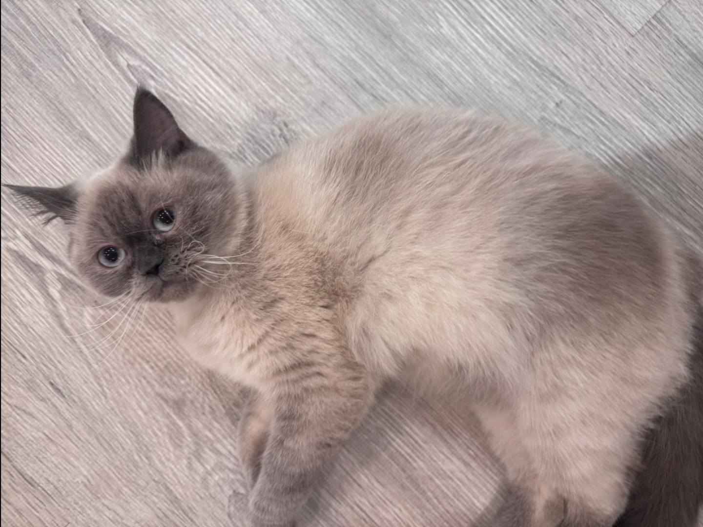 Reem, an adoptable Himalayan in Snow Hill, MD, 21863 | Photo Image 2