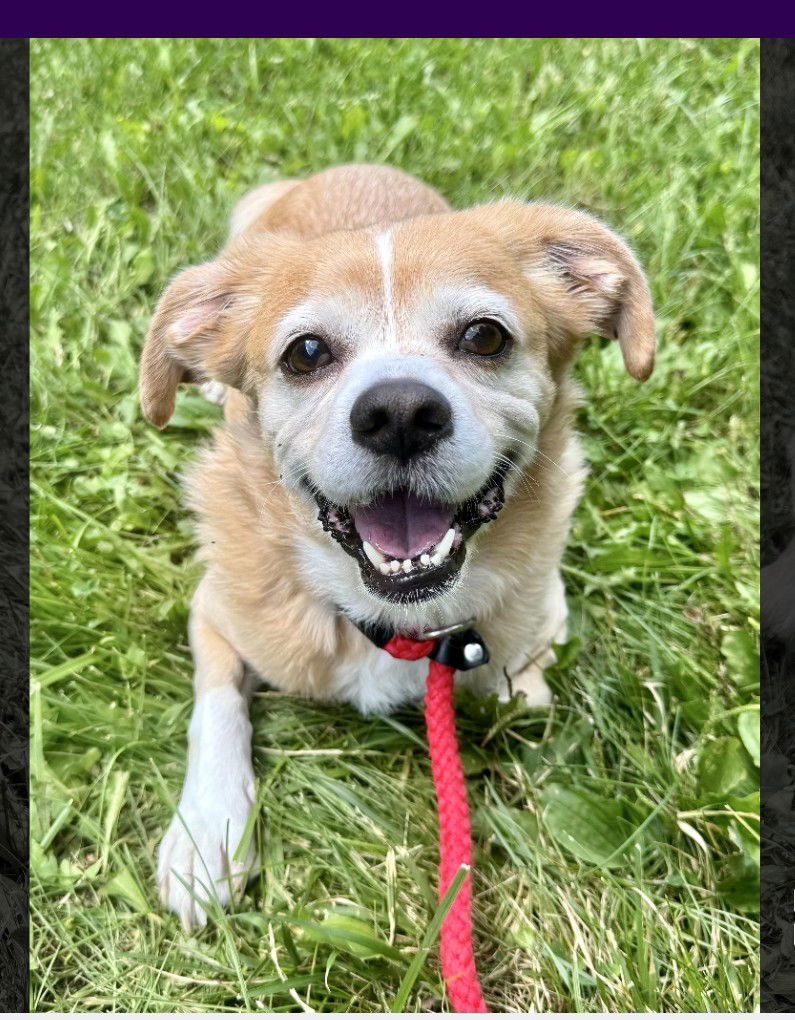 Sammy (courtesy post)
