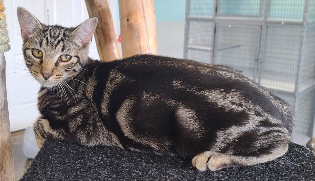 Max, an adoptable Domestic Short Hair in Gold Beach, OR, 97444 | Photo Image 1