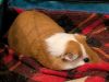 Skippy photo 3