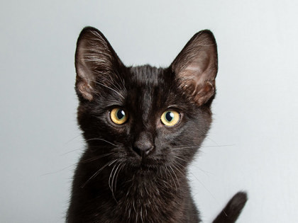 Jiji
