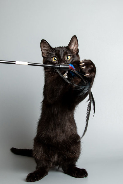 Jiji