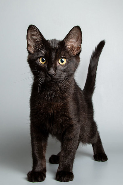 Jiji